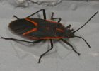 A Bounty Of Boxelder Bugs Whats Bugging You in sizing 2924 X 1850