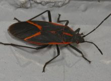 A Bounty Of Boxelder Bugs Whats Bugging You in sizing 2924 X 1850