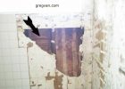 Bathtub And Shower Wall Damage Green Board Drywall And Tile Cracks within proportions 1280 X 720