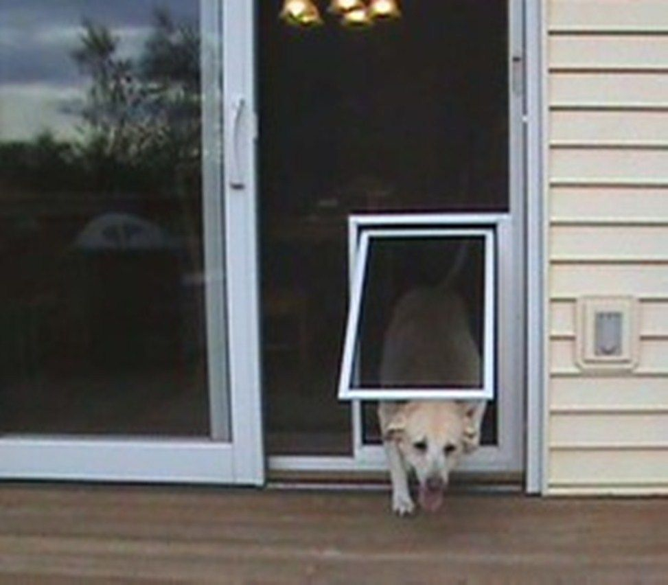 Best Screen Doggie Door Design Latest Porch Ideas with regard to measurements 973 X 852