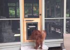 Dog Door Installed In Custom Built Cedar Door On Screen Porch within proportions 1280 X 720