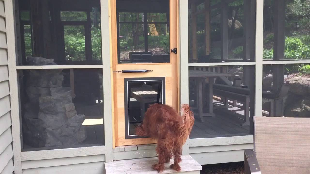 Dog Door Installed In Custom Built Cedar Door On Screen Porch within proportions 1280 X 720