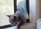 Hale Flexible Cat Flap Pet Doors For Screens for measurements 1100 X 1100