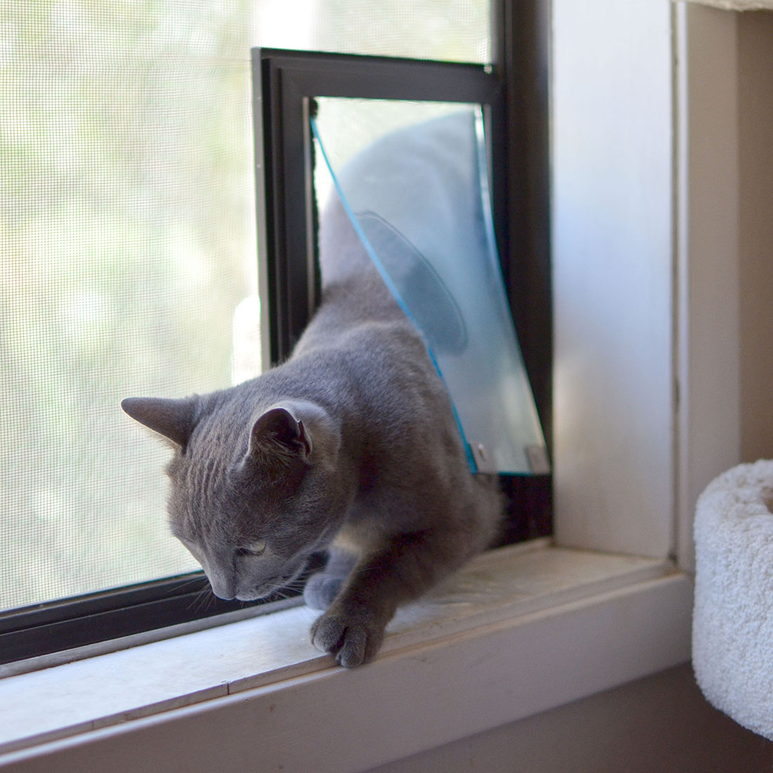 Hale Flexible Cat Flap Pet Doors For Screens for measurements 1100 X 1100