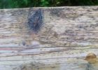 Mold And Mildew On Wood Decks Best Deck Stain Reviews Ratings pertaining to dimensions 1296 X 968