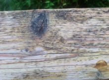 Mold And Mildew On Wood Decks Best Deck Stain Reviews Ratings throughout dimensions 1296 X 968