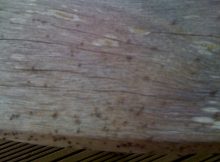 Tiny Bugs In Wood Furniture Furniture Home Decor inside sizing 1600 X 1200