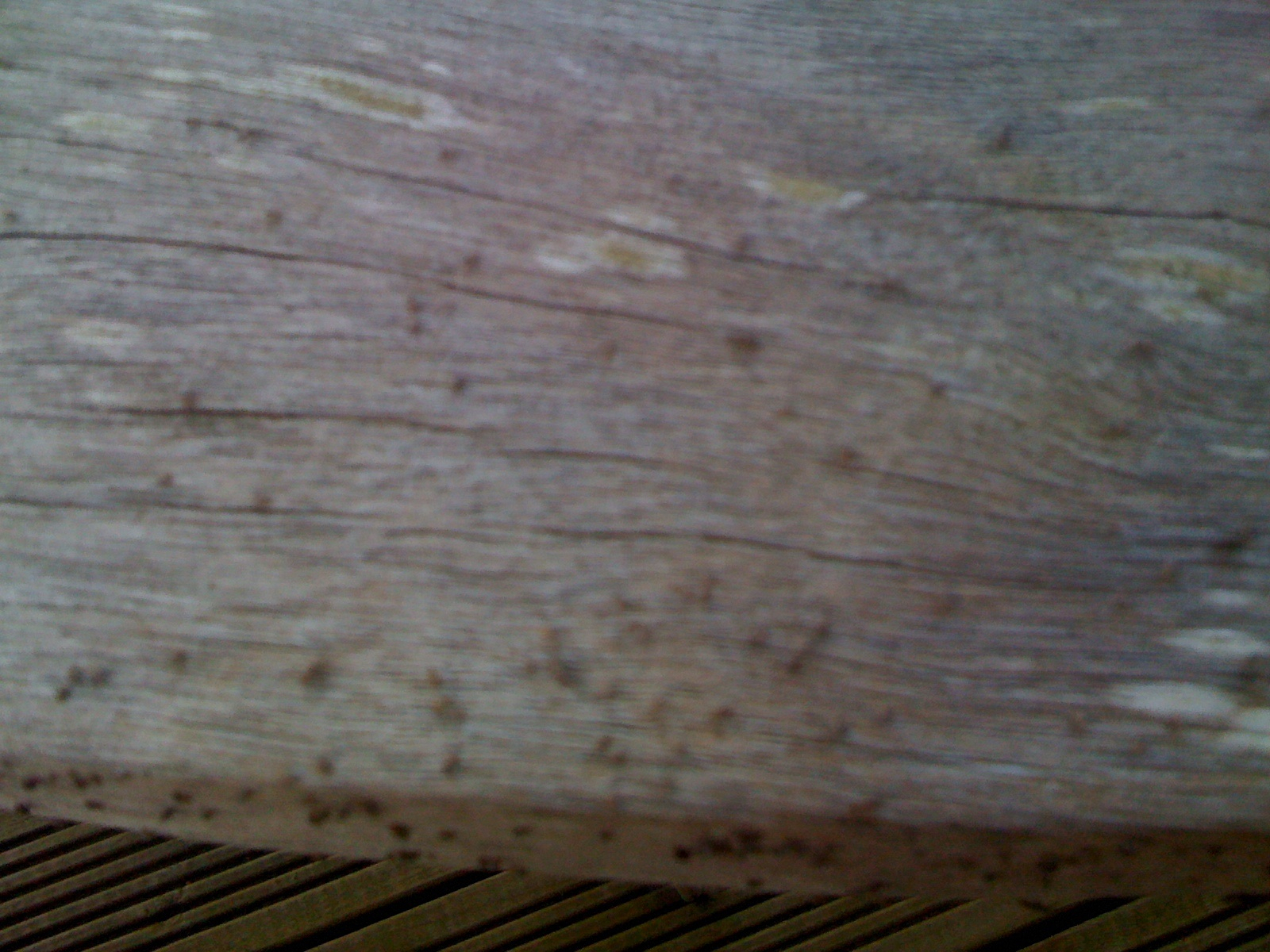 Tiny Bugs In Wood Furniture Furniture Home Decor inside sizing 1600 X 1200