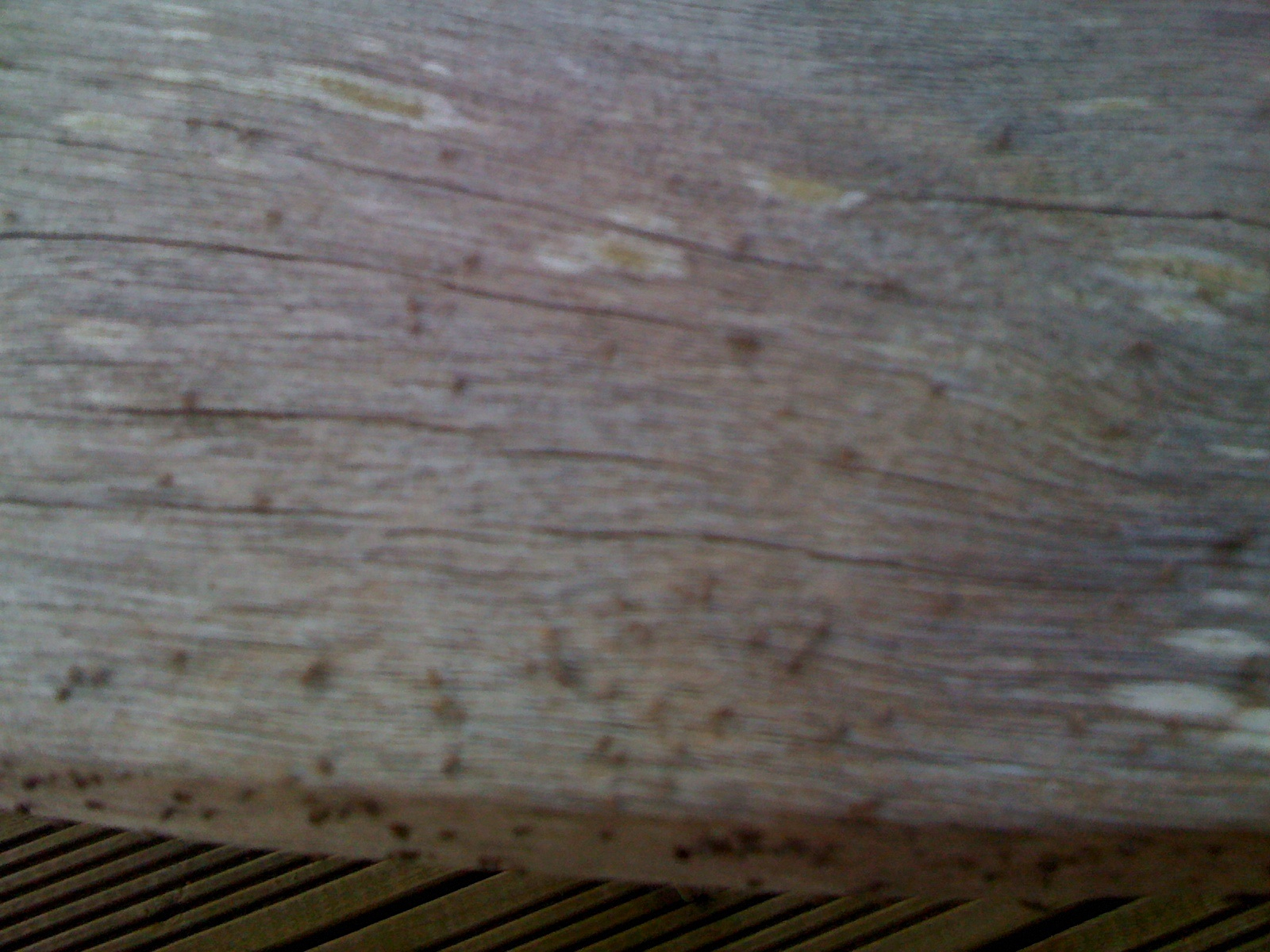 Tiny Bugs In Wood Furniture Furniture Home Decor within dimensions 1600 X 1200